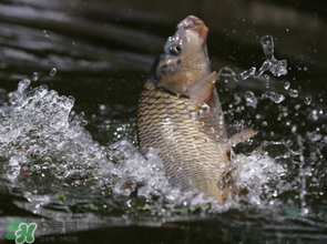 谷雨怎么釣魚？谷雨前后釣魚技巧