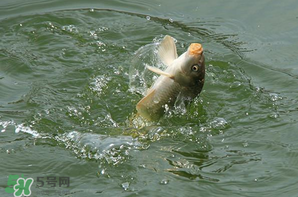 谷雨怎么釣魚？谷雨前后釣魚技巧