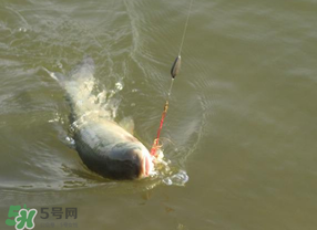 谷雨好釣魚嗎？谷雨釣魚用什么餌料？