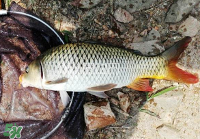 谷雨好釣魚嗎？谷雨釣魚用什么餌料？