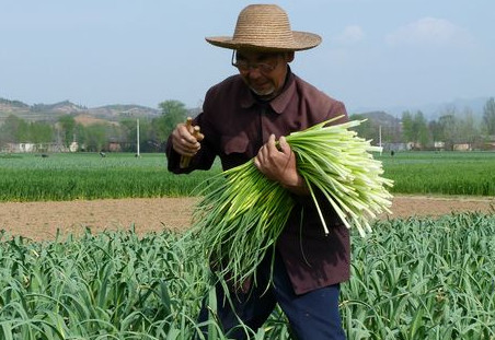 蒜苔是怎么長(zhǎng)出來(lái)的？蒜苔是大蒜長(zhǎng)出來(lái)的嗎