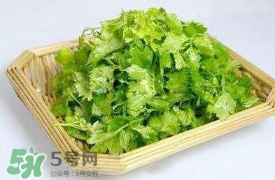 芹菜葉能吃嗎？芹菜葉可以吃嗎