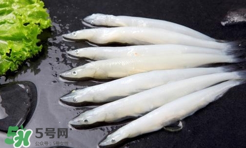 銀魚是面條魚嗎？面條魚和銀魚的區(qū)別