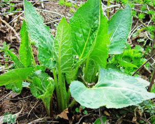 大耳毛野菜怎么吃？大耳毛野菜的做法