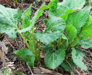 大耳毛野菜怎么吃？大耳毛野菜的做法