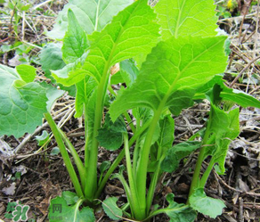 大耳毛野菜怎么吃？大耳毛野菜的做法