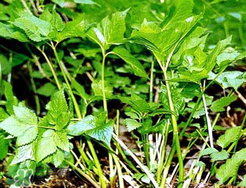 大葉芹怎么吃？大葉芹的做法？