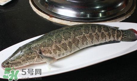 黑魚怎么做湯好喝？黑魚怎么做下奶？