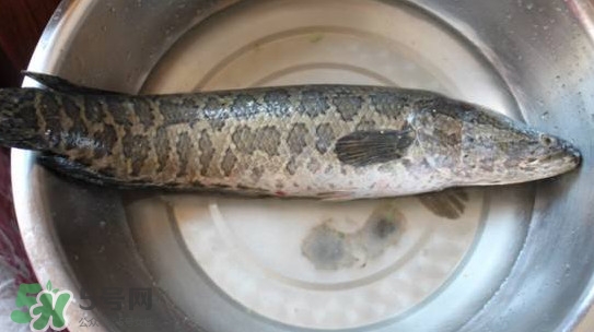 黑魚(yú)能和蘿卜一起吃嗎？黑魚(yú)能和胡蘿卜同食嗎