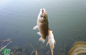 立夏好釣魚嗎？立夏怎么釣魚？