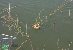 立夏好釣魚嗎？立夏怎么釣魚？