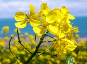 五月份還有油菜花嗎？5月份還有油菜花嗎？