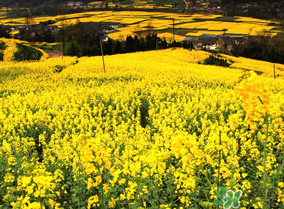 五月份還有油菜花嗎？5月份還有油菜花嗎？