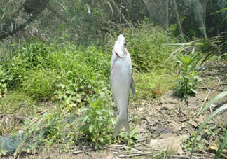 立夏好釣魚(yú)嗎？立夏怎么釣魚(yú)？