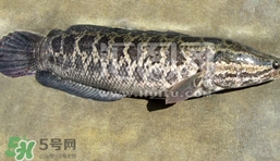 生魚(yú)是什么魚(yú)？生魚(yú)片是什么魚(yú)