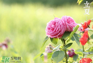 立夏開什么花？立夏有什么花？