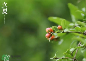 立夏要注意什么？立夏養(yǎng)生禁忌