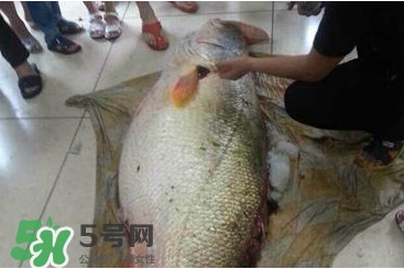 金錢鳘是什么魚？金錢鳘是淡水魚嗎？