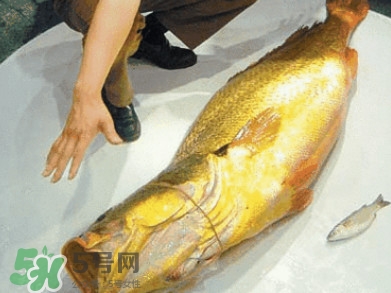 黃唇魚(yú)為什么不能養(yǎng)殖？ 黃唇魚(yú)淡水能養(yǎng)殖嗎