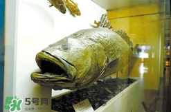 金錢鳘是什么魚？金錢鳘是淡水魚嗎？