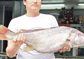 黃唇魚鰾是魚肚嗎？黃唇魚鰾是魚泡嗎