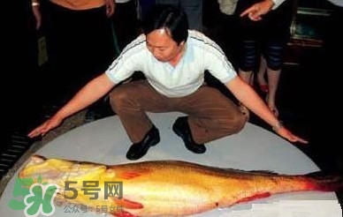 黃唇魚魚鰾能救命？黃唇魚魚鰾可以救命？