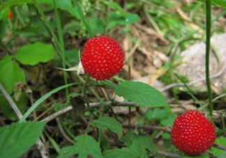 野草莓怎么吃？野草莓怎么清洗