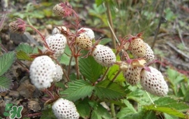 野草莓能吃嗎？野草莓圖片