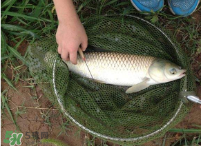 五月份能釣草魚嗎？五月份釣草魚用什么餌料？