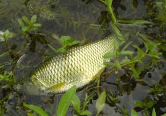 五月份能釣草魚嗎？五月份釣草魚用什么餌料？