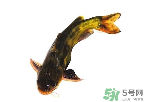 黃顙魚有毒嗎？黃顙魚的營(yíng)養(yǎng)價(jià)值