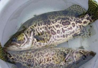 鱖魚是桂魚嗎？鱖魚和桂魚的區(qū)別
