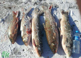 小滿怎么釣魚？小滿釣魚技巧