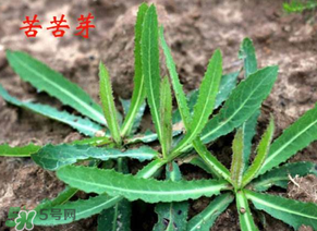 苦苦菜怎么腌制？怎樣腌制苦苦菜？