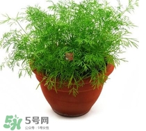 茴香菜什么時候種？茴香菜什么季節(jié)吃