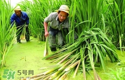 茭白多少錢一斤 茭白的營養(yǎng)價值