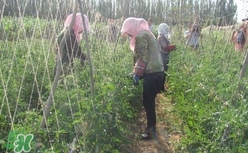 黑番茄怎么種植？黑番茄種植技術