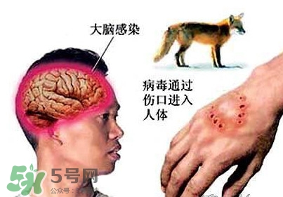 狂犬病是通過什么傳播的？狂犬病傳播途徑有哪些