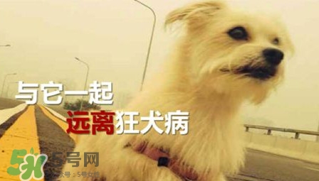 狂犬病能治好嗎？狂犬病的早期癥狀