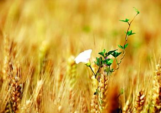 2017年芒種是幾月幾日？芒種是什么意思