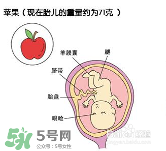 懷孕四個(gè)月需要做什么檢查？懷孕四個(gè)月胎兒圖