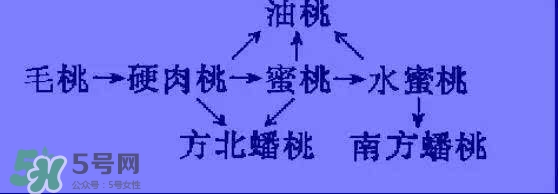 沒(méi)有毛的桃子叫什么？桃子毛為什么會(huì)癢？