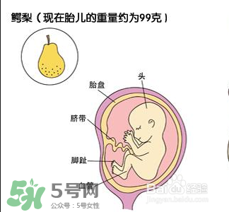 懷孕四個(gè)月需要做什么檢查？懷孕四個(gè)月胎兒圖