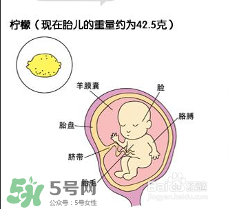 懷孕四個(gè)月需要做什么檢查？懷孕四個(gè)月胎兒圖