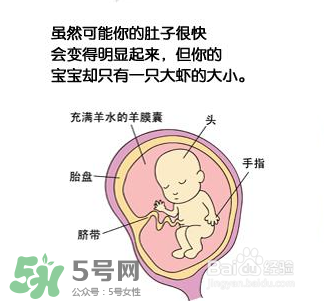 懷孕四個(gè)月需要做什么檢查？懷孕四個(gè)月胎兒圖