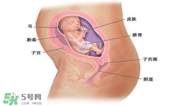 懷孕四個(gè)月需要做什么檢查？懷孕四個(gè)月胎兒圖