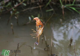 釣龍蝦用什么肉？釣龍蝦用什么肉是最厲害的？