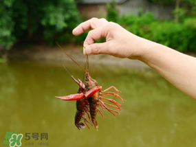 釣龍蝦用什么肉？釣龍蝦用什么肉是最厲害的？