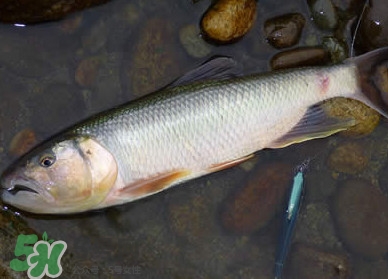 馬口魚多少錢一斤2017？野生馬口魚多少錢一斤？