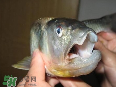 馬口魚怎么釣？馬口魚什么時(shí)候釣最好